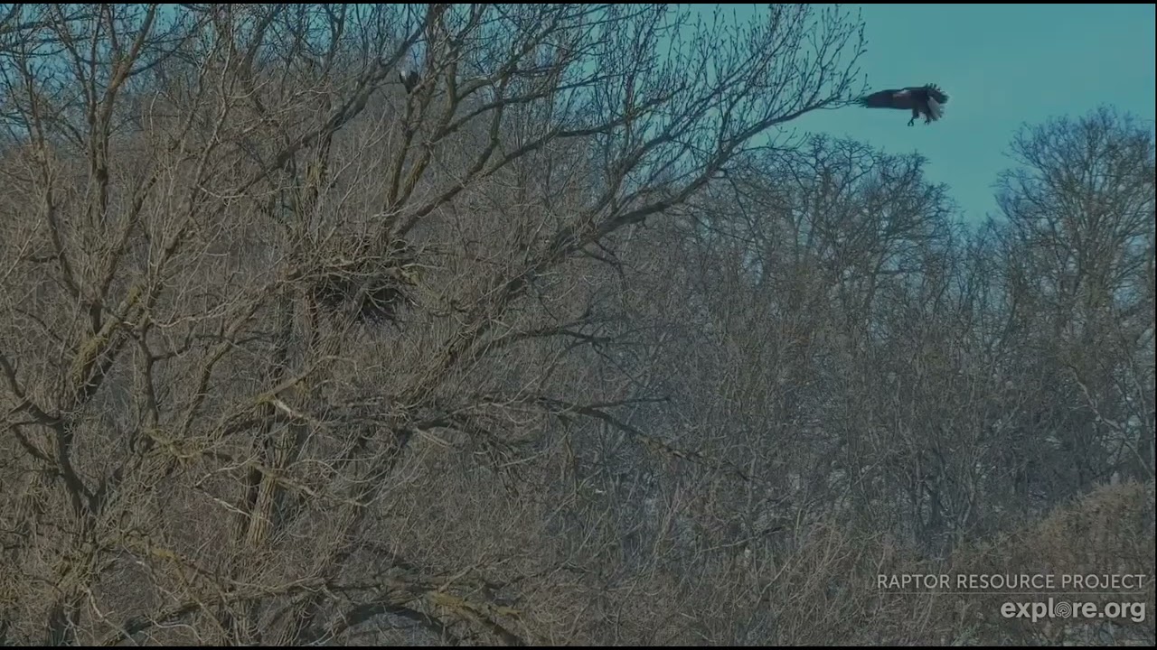 Decorah Eagles 2-26-26, 4:22 pm HD up & out, HM does flyabout, back to nest tree, HD joins then out