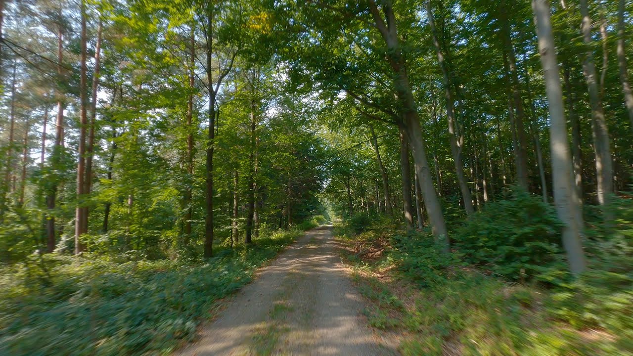 first person view morning run in the woods (3d-binaural audio)