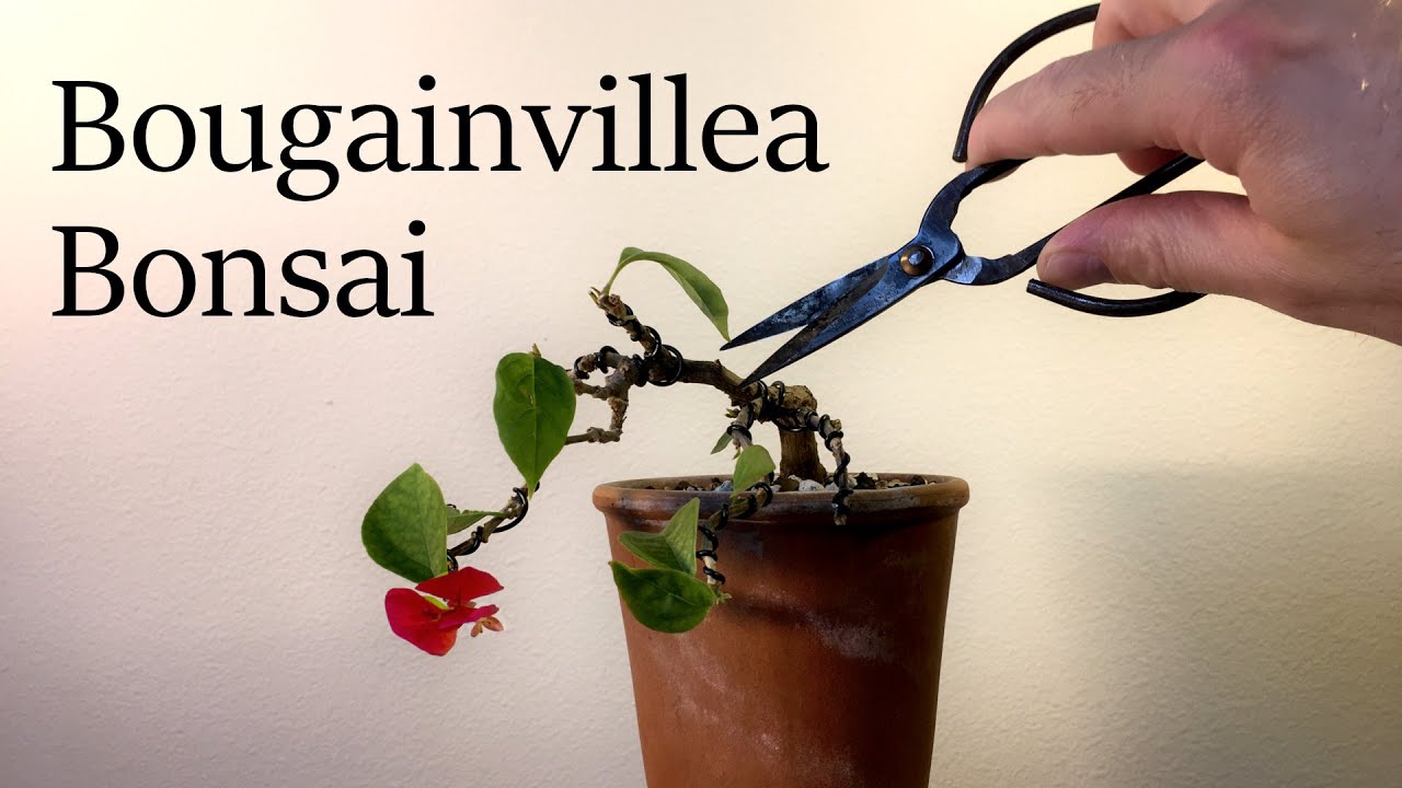 Tiny Bougainvillea Bonsai.  Wiring and Pruning Bougainvillea Bonsai cascading style. Beginner Bonsai