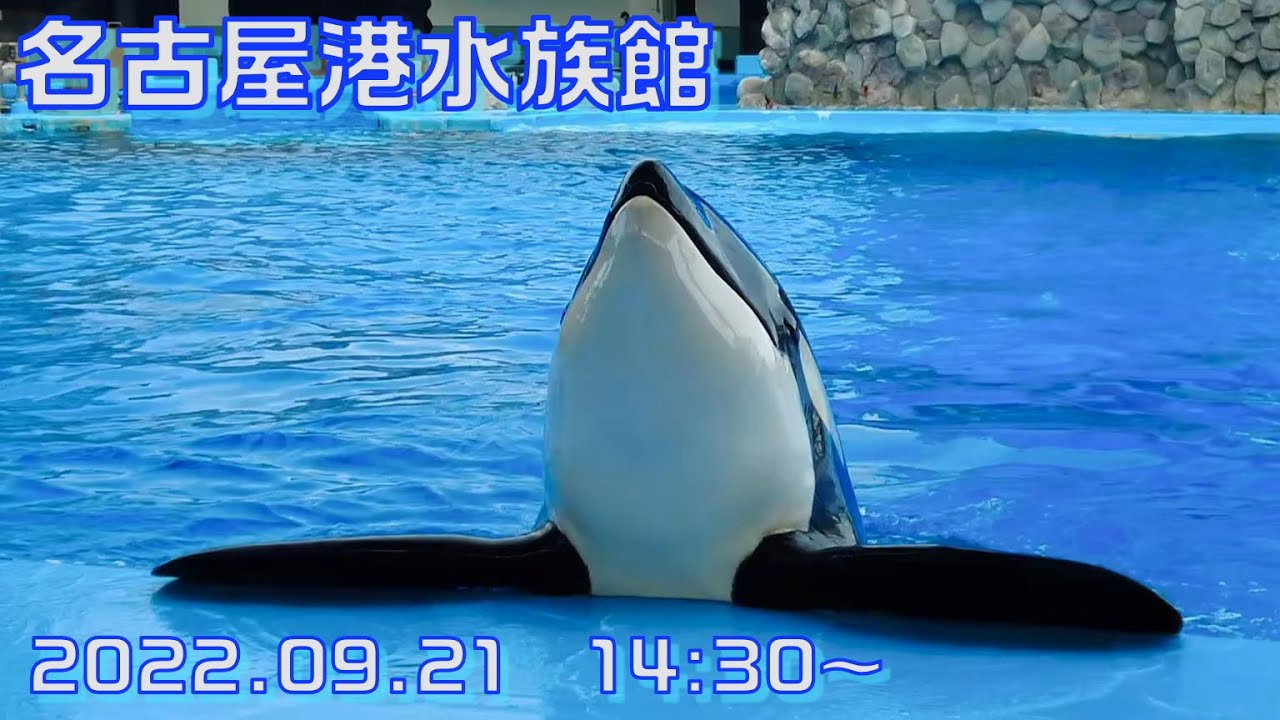 ◆名古屋港水族館　シャチ公開トレーニング（アース）（2022.09.21）14:30~ ◆