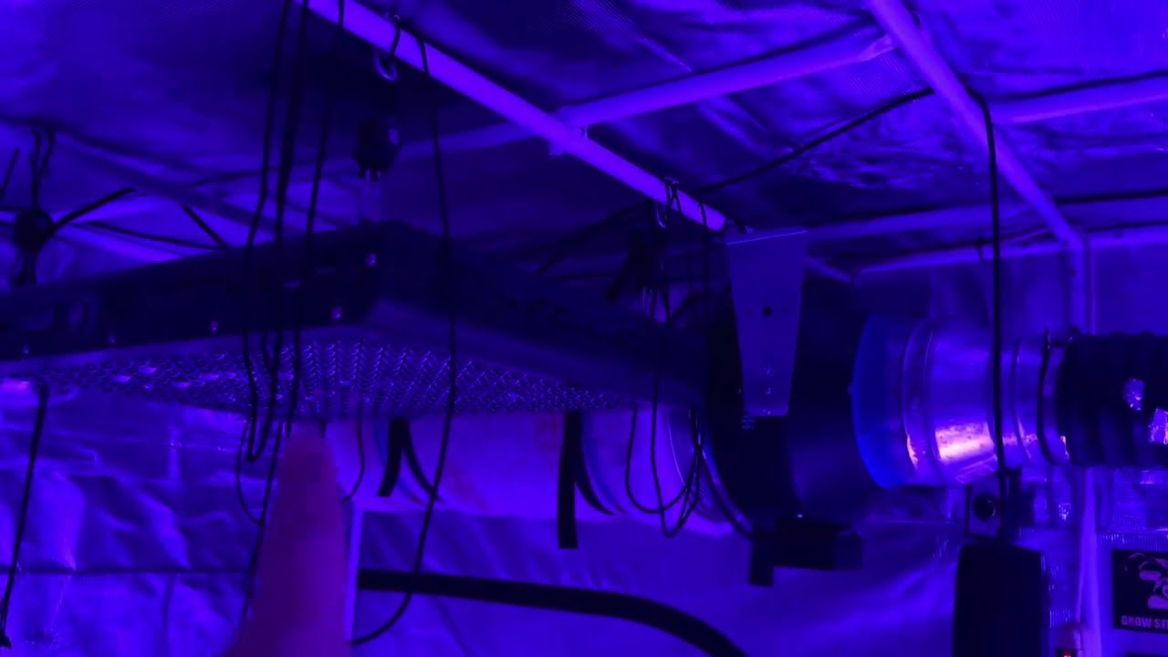 kIND LED grow update. 