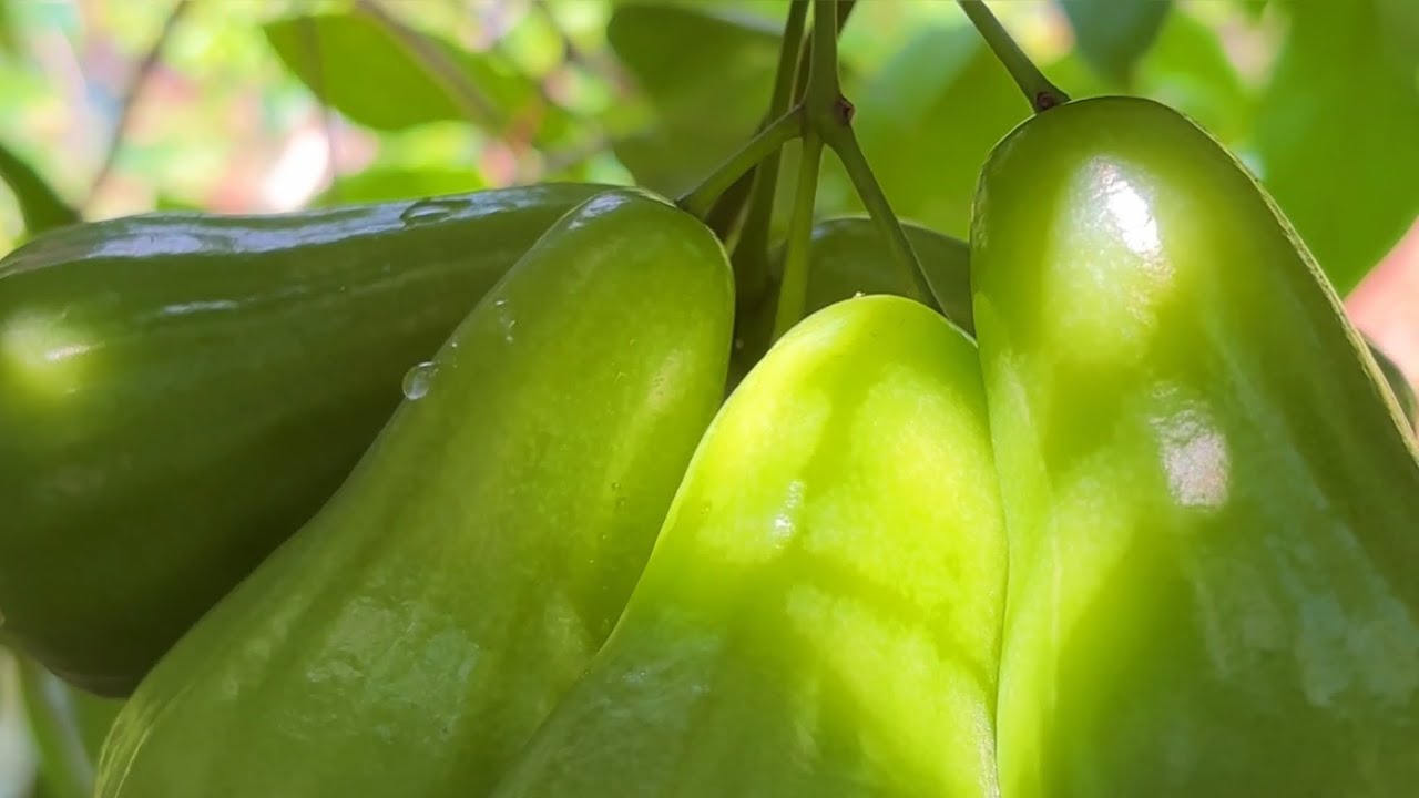 Petik jambu air green giant super manis #jambuair