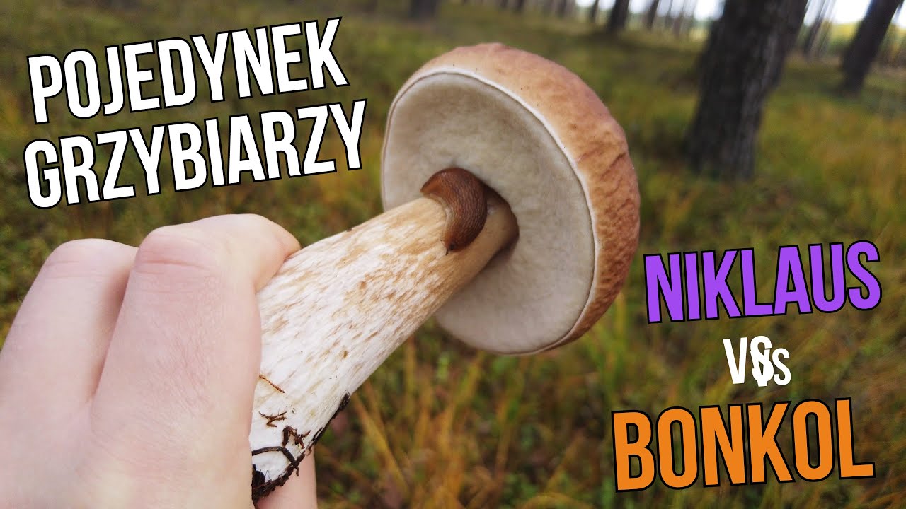 POJEDYNEK GRZYBIARZY - Niklaus VS Bonkol