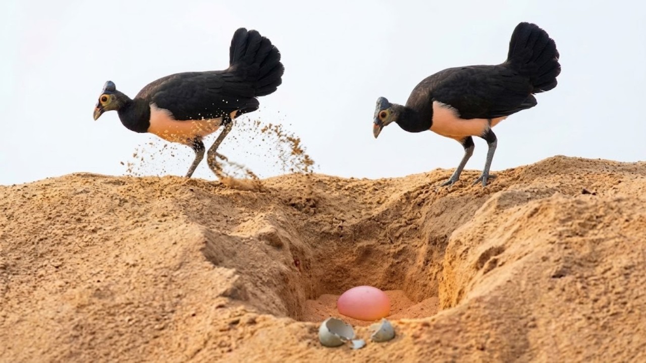 Maleo Bird - 199 Days From Egg To Survivor: An Incredible Survival Story