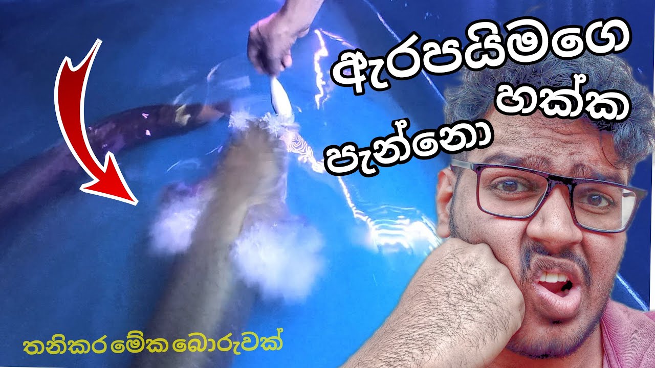 කටවල් හප්පගෙන තුවාල කරගෙන🤕🤕සර්පයෝ නිදහස් කරන්නත් ගියා😧😧/ Aquarium එකට අලුත් මාලුත් ආවා @MrThila