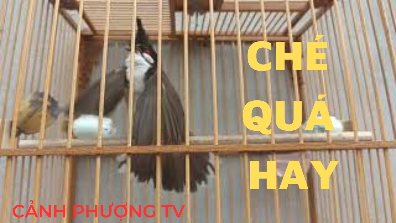 Chào Mào Hót Đấu CHÉ | Chào Mào Hót Sáng Luyện Giọng kích Bổi Hót Đấu Căng Lửa, chào mào hót sáng