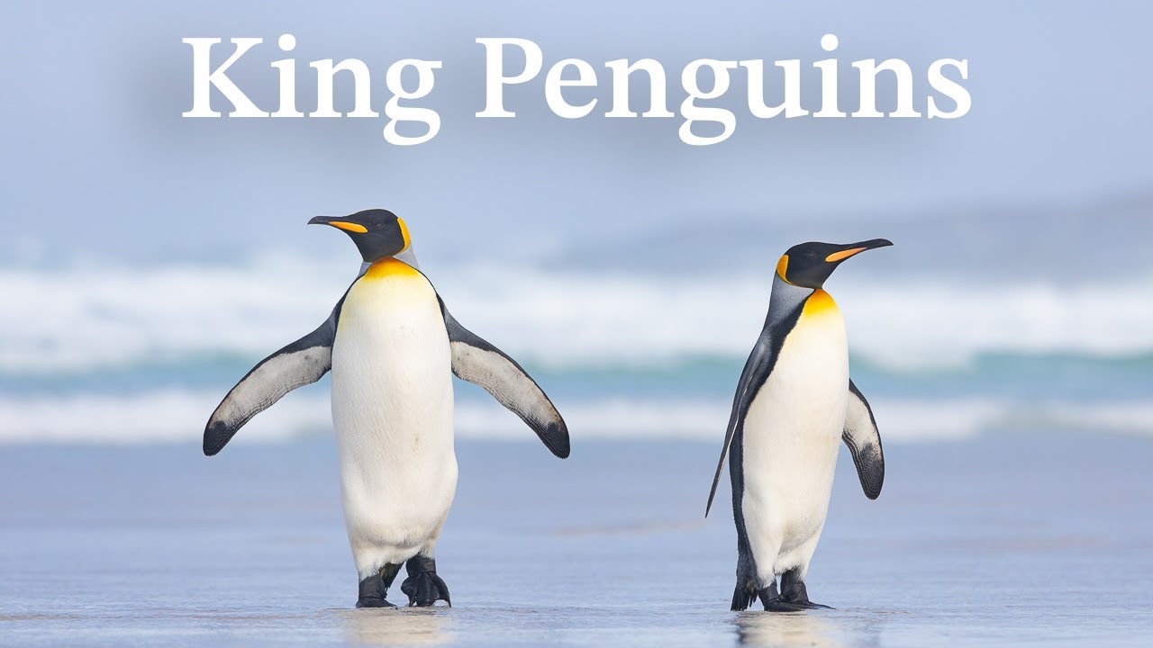 King Penguins - Falkland Islands (Bird Photography)