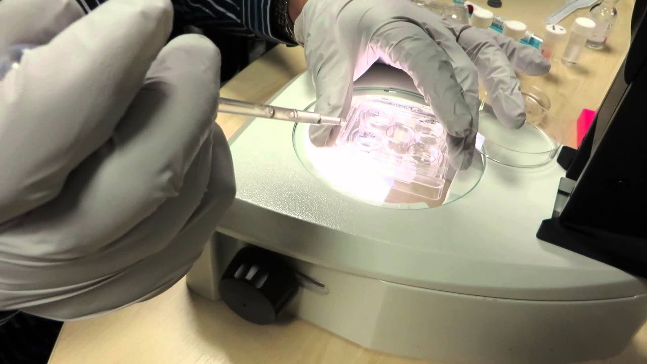 Vitrification of blastocysts