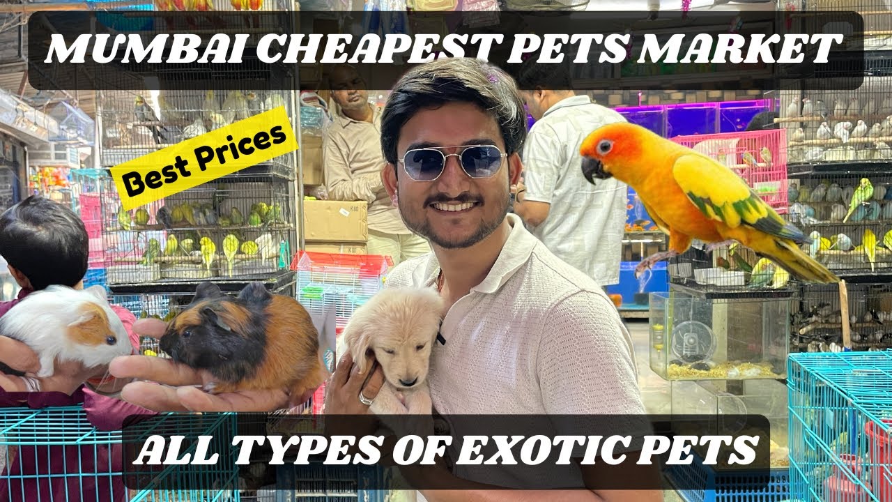 Mumbai ka sabse sasta exotic pets market — prices aur variety dekhkar hairaan reh jaoge! 🐾🔥