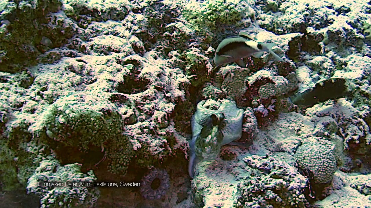 Octopus fight with other fishes