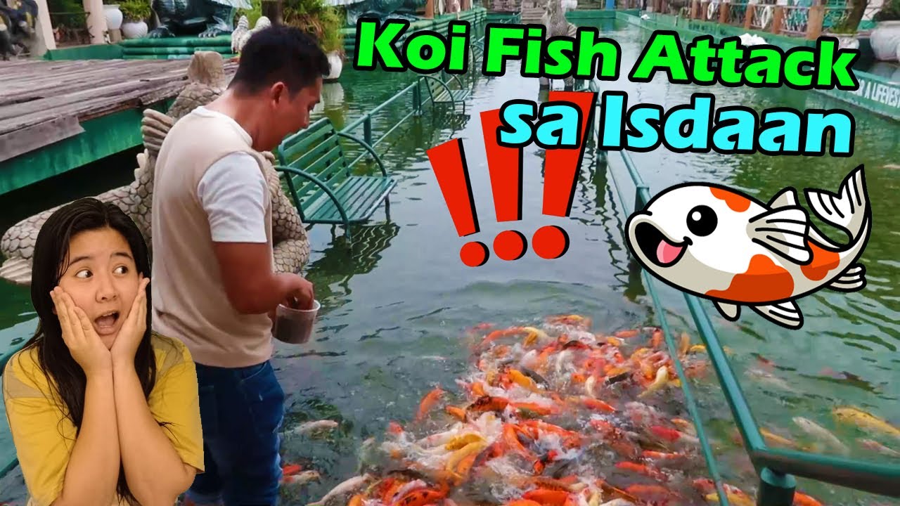 Koi Fish Attack at Isdaan, Nueva Ecija | Ron en Ren