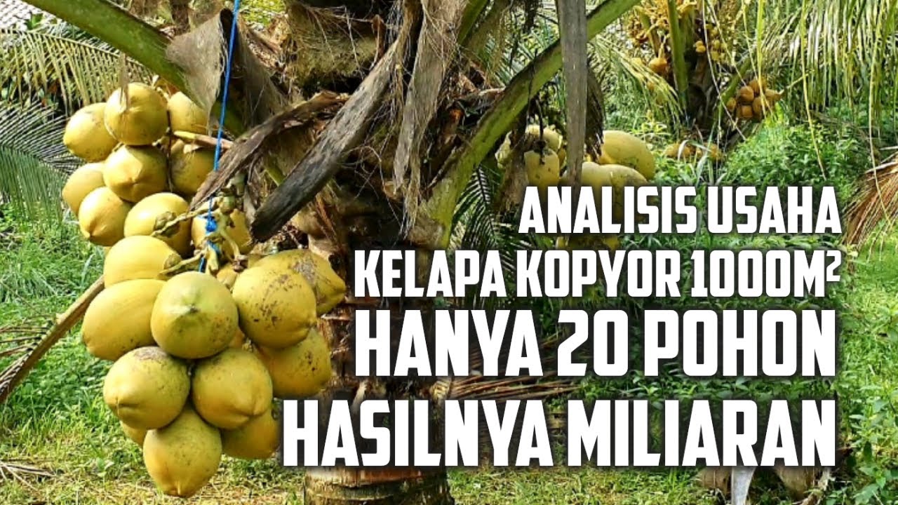 Analisis Usaha Budidaya Kelapa Kopyor Kultur Jaringan
