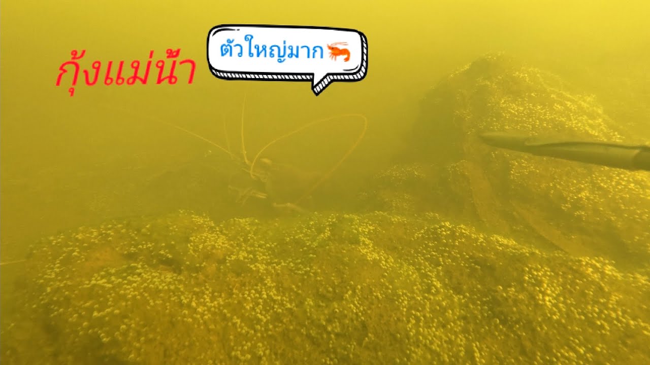 ดำน้ำยิงกุ้งแม่น้ำ เจอกุ้งใหญ่อยู่โล่งๆ อย่างนี้ก็เสร็จสิครับ#ดำน้ำยิงปลา #ยิงกุ้ง #หาอยู่หากิน