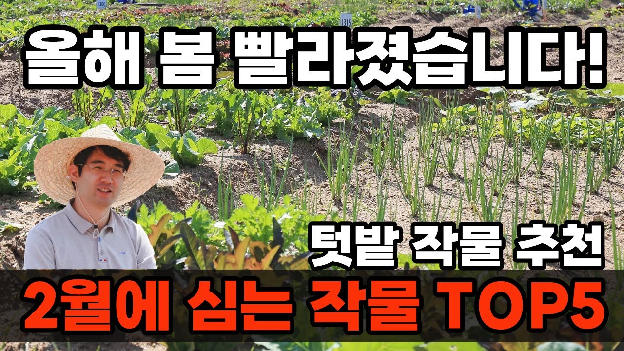 봄이 빨라졌습니다! 실패 없는 2월에 심는 텃밭 작물 추천