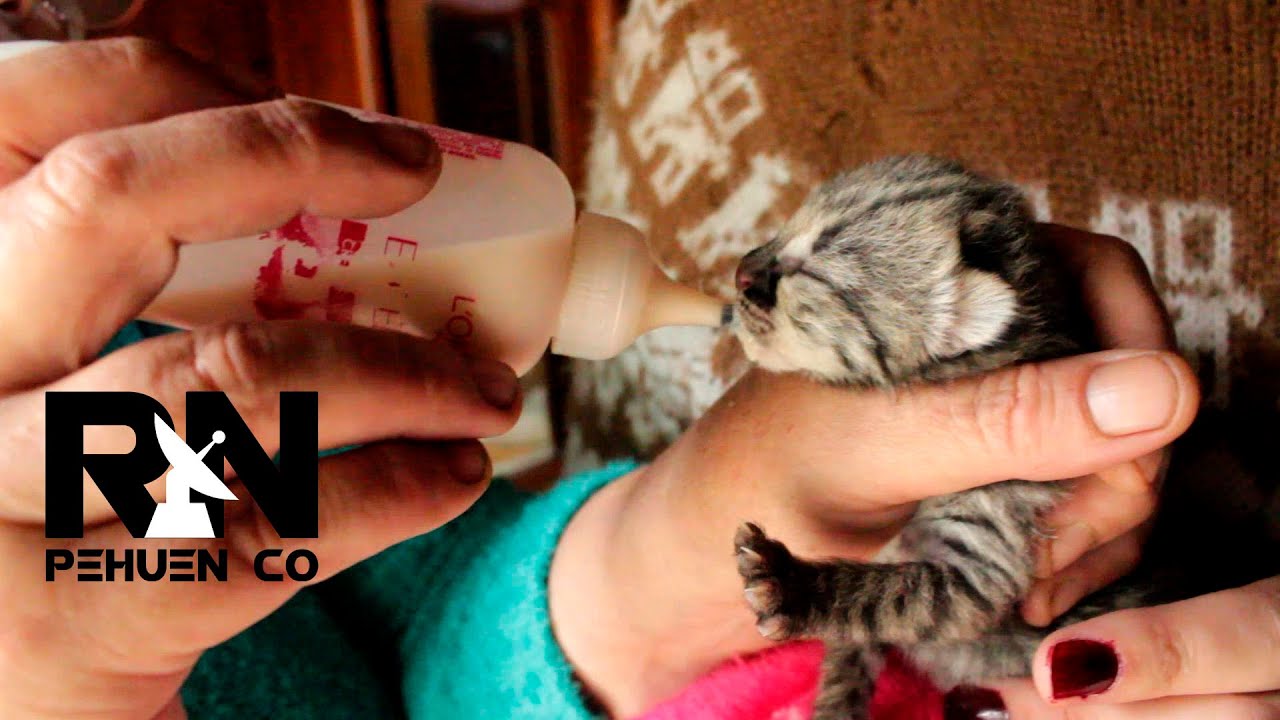Bebé de gato montes al cuidado de MascoPehuen