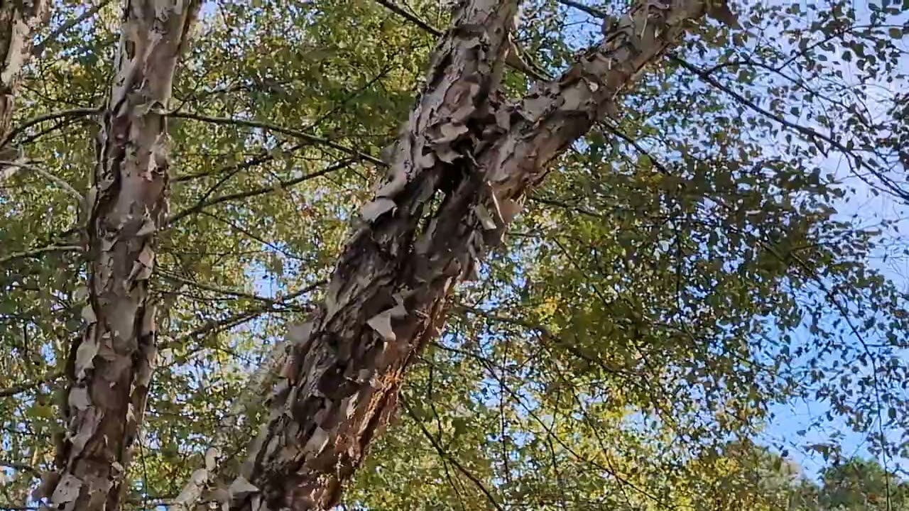 River Birch trees get too big for their birches 