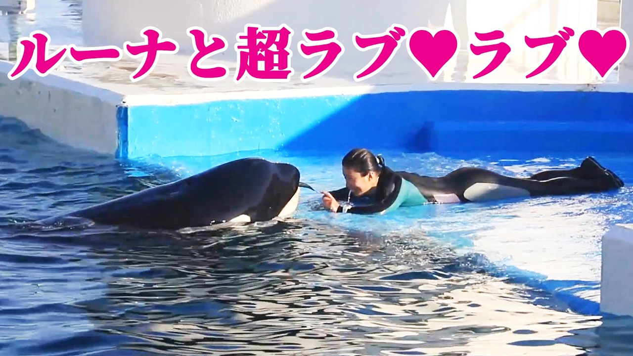 シャチパフォーマンス終了後のチルタイム♥ルーナ超嬉しそう!! 鴨川シーワールド シャチ KamogawaSeaWorld  orca killerwhale