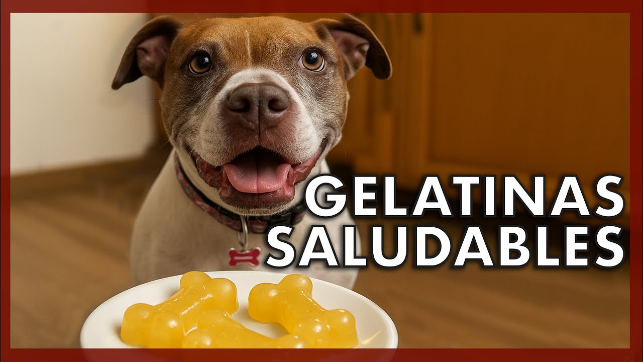 Prepara gelatinas caseras saludables para tu perro (fáciles y seguras) 🐕