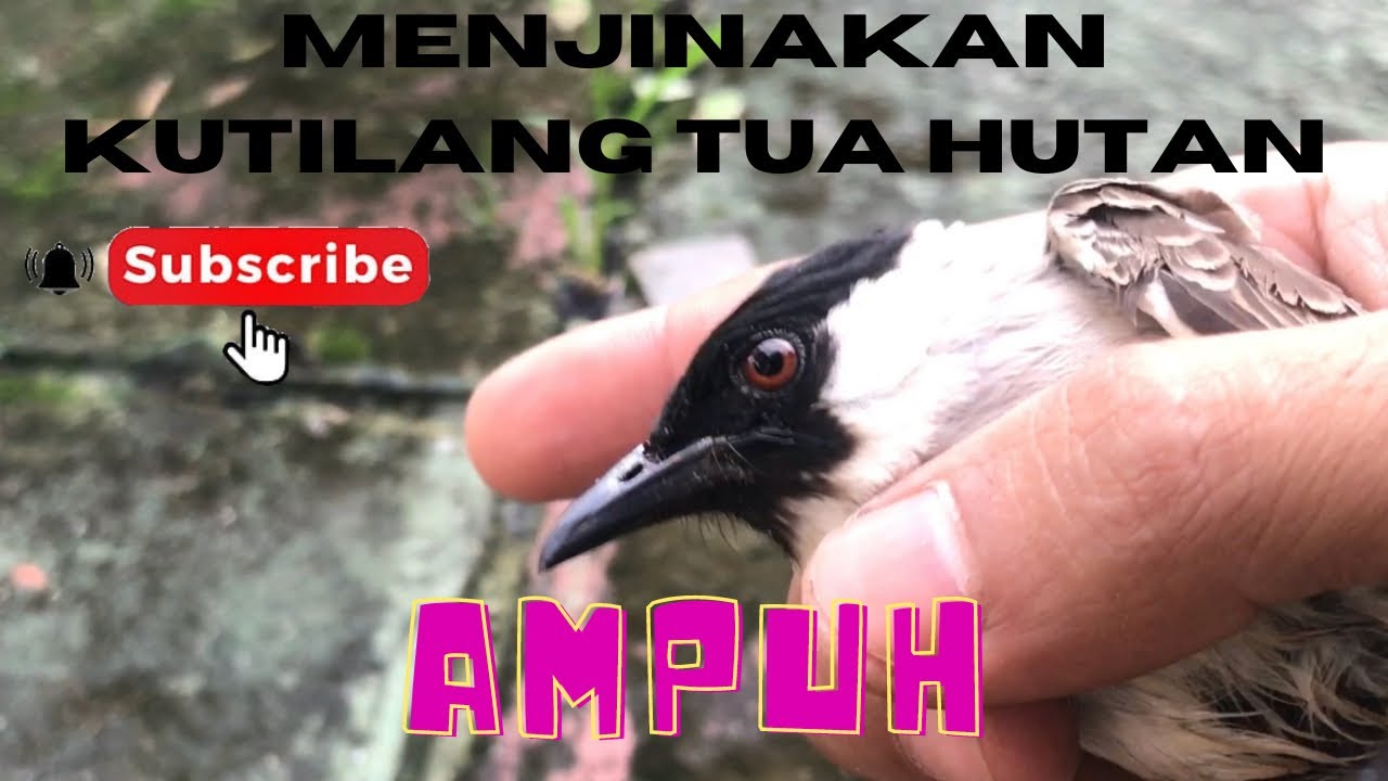 Cara menjinakkan burung kutilang tua hutan