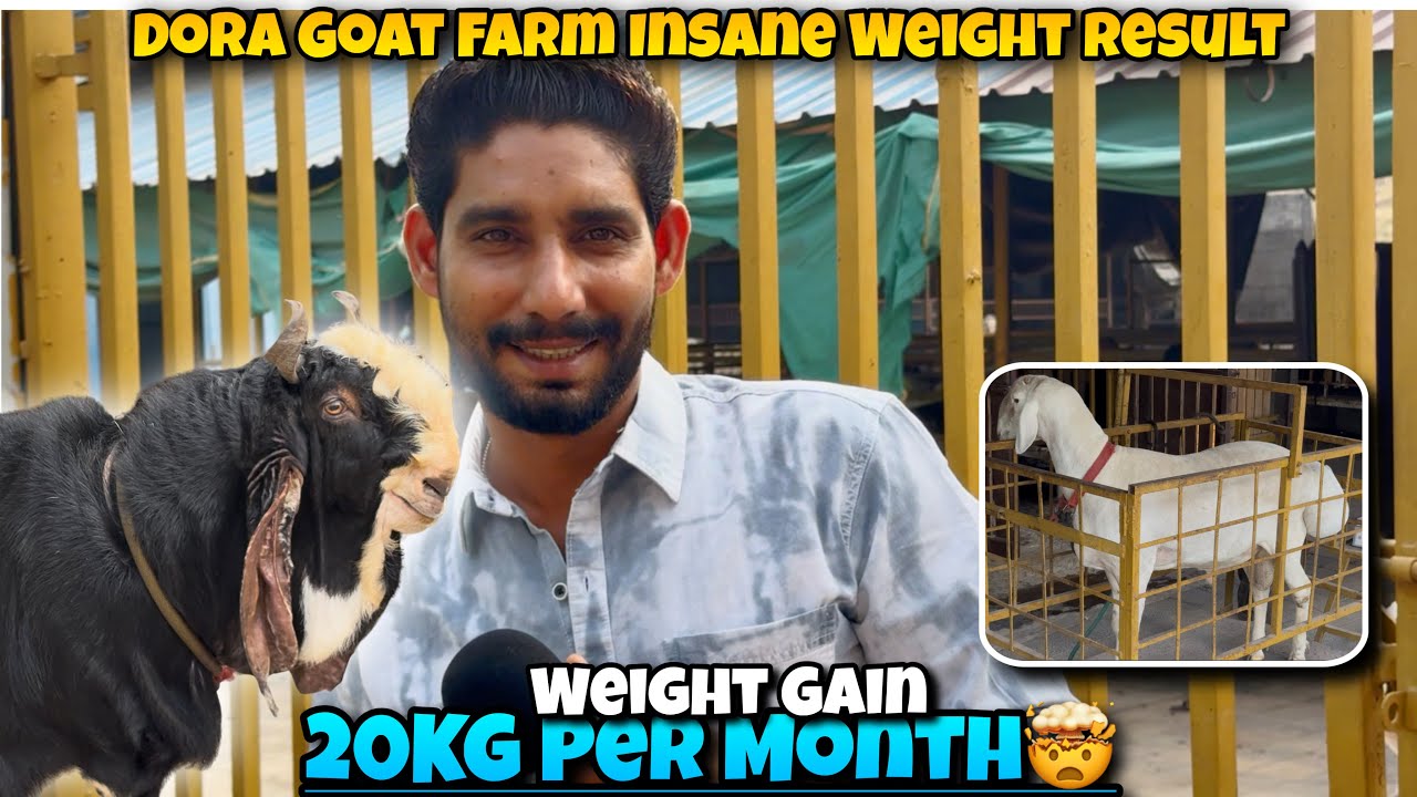 20KG Per Month🤯 Extreme Palai Weight Gain Results by Dora Goat Farm Bhiwandi Mahapoli