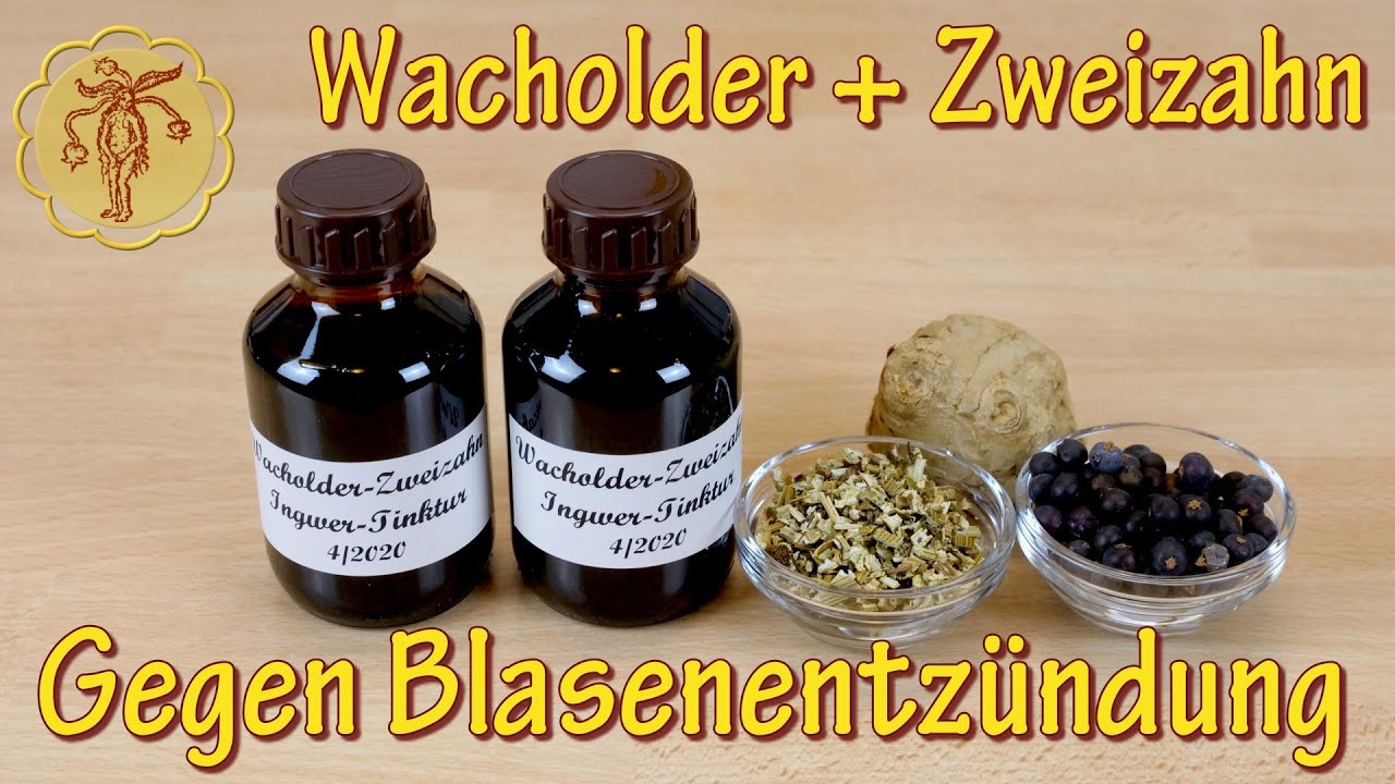 Wacholder-Zweizahn-Ingwer-Tinktur - selber machen - gegen hartnäckige Harnwegsinfekte