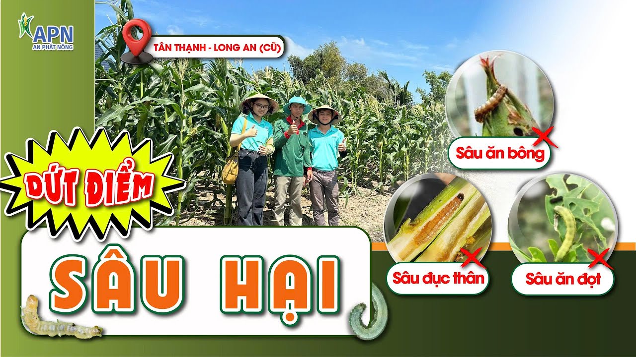 APN - SÂU HẠI CHẾT NHANH SAU 1 CỬ PHUN | SÂU ĐỤC THÂN, SÂU ĂN BÔNG, SÂU ĂN ĐỌT