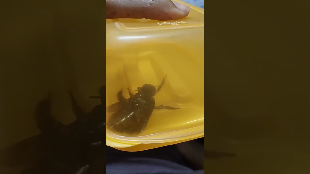 Xylocopa latipes (Carpenter bee) at deaths door 🥲💀 