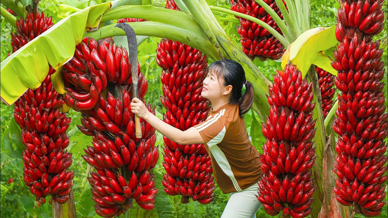 Harvesting Rare Giant Red Bananas & Go To Market Sell | Nature’s Most Beautiful Banana Variety