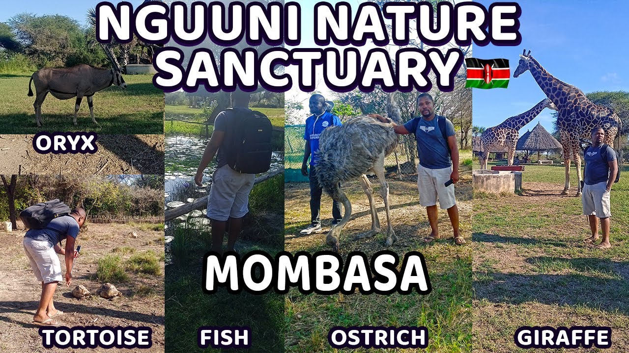🦒 Walking Safari In Mombasa's Secret Wildlife Sanctuary - Nguuni Nature Sanctuary #safari #nature