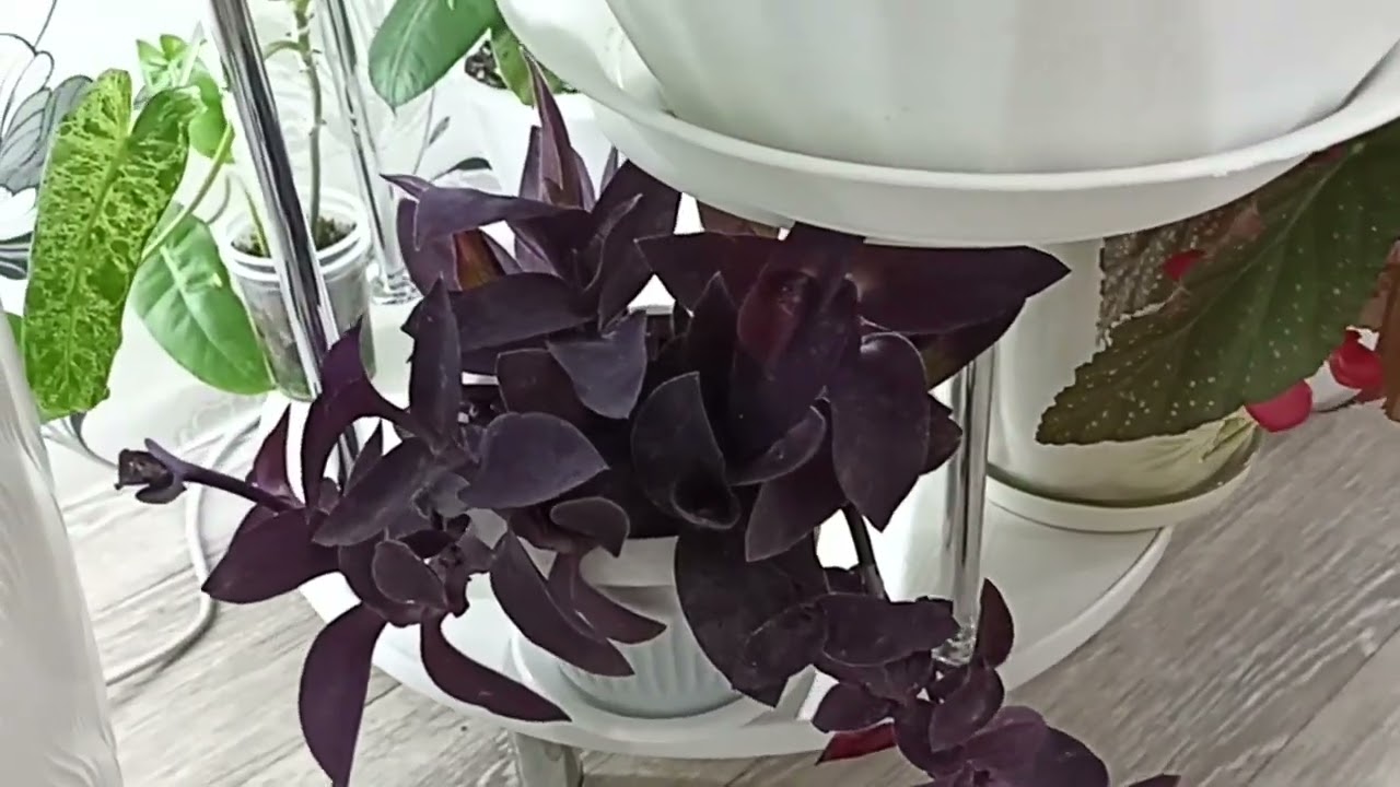 Комнатные Растения. Цветочный Релакс ☘️☘️☘️
