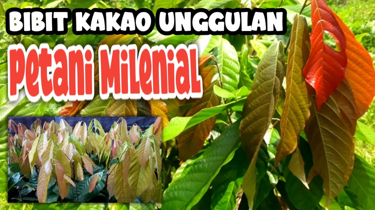 Ini Dia !!! Bibit Kakao Unggul, Bibit Kakao Sambung Pucuk yang Di Rekomendasikan MCC02
