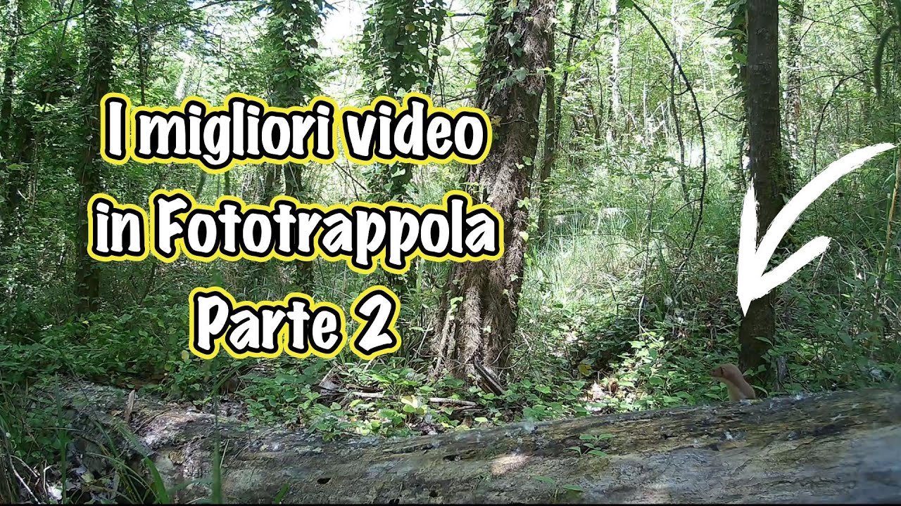 I migliori video dalle mie Fototrappole. Parte 2