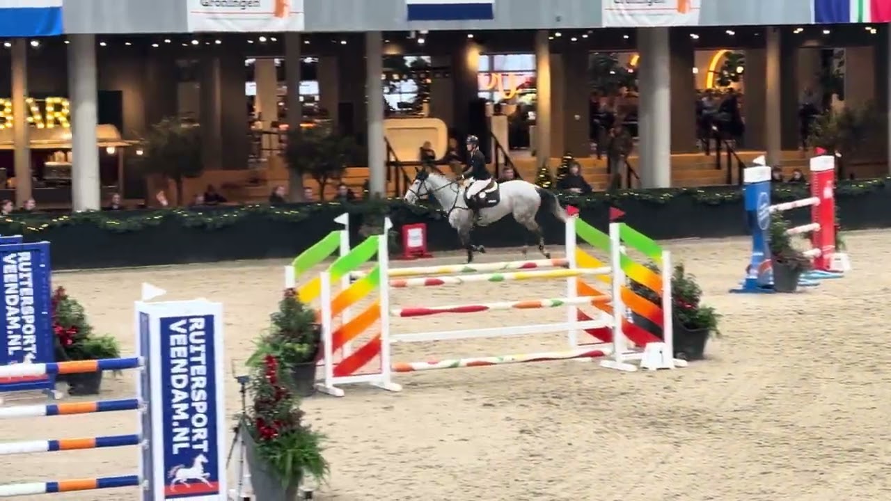 Wadro’s Maggie May by Zirocco blue x amaretto winning both medium tour QF Iich Groningen 