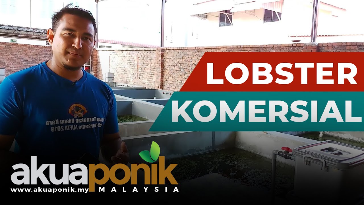 Ladang Ternakan Lobster Air Tawar Komersial di Alor Setar