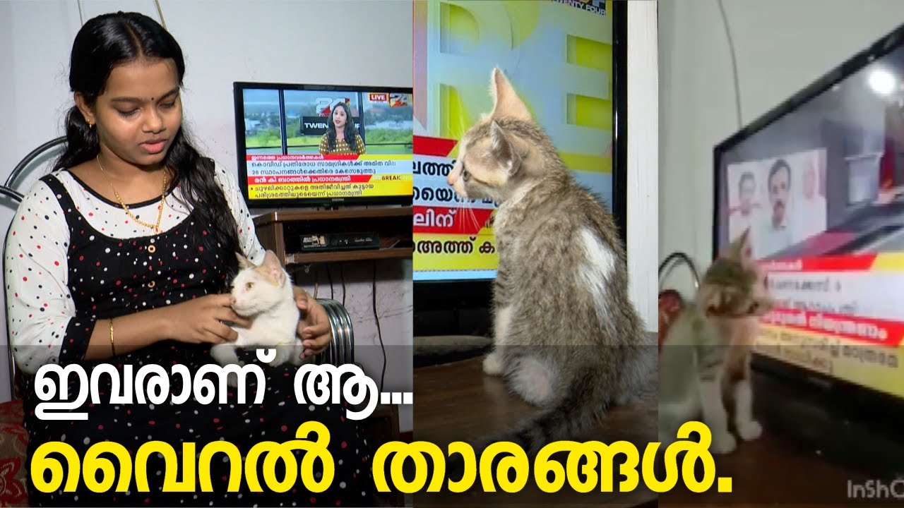 ട്വന്റിഫോറിനെ ട്രോളിയ പൂച്ചക്കുട്ടിയുടെ വീഡിയോ ഉണ്ടായതെങ്ങനെ ? ഇവർ പറയും ആ കഥ | Viral Cat Troll
