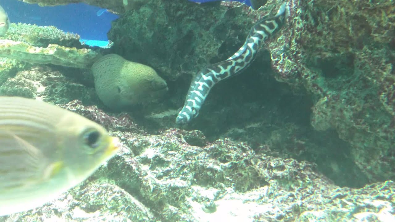 危機一髪！ウミヘビがウツボに食べられそうになる　Close call! Sea snake is about to be eaten by moray