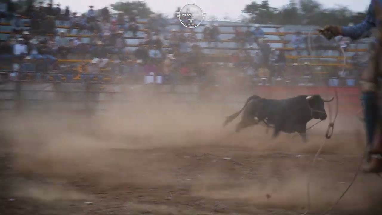 “El toro Gavilán de Rancho El Gorgojo salió con todo