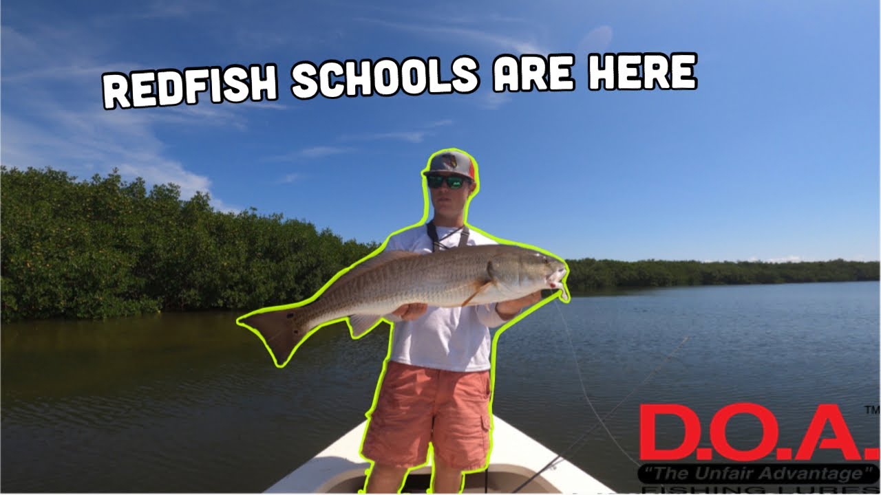 September Redfish Bite Is On Fire!! (South West Florida)