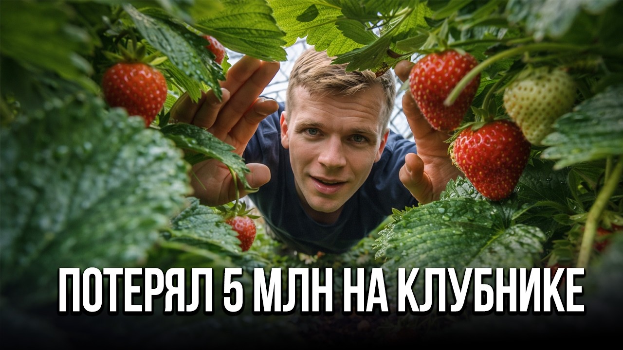 Как я закрыл свой бизнес по выращиванию клубники, или что бывает, если закопать 5 млн в землю