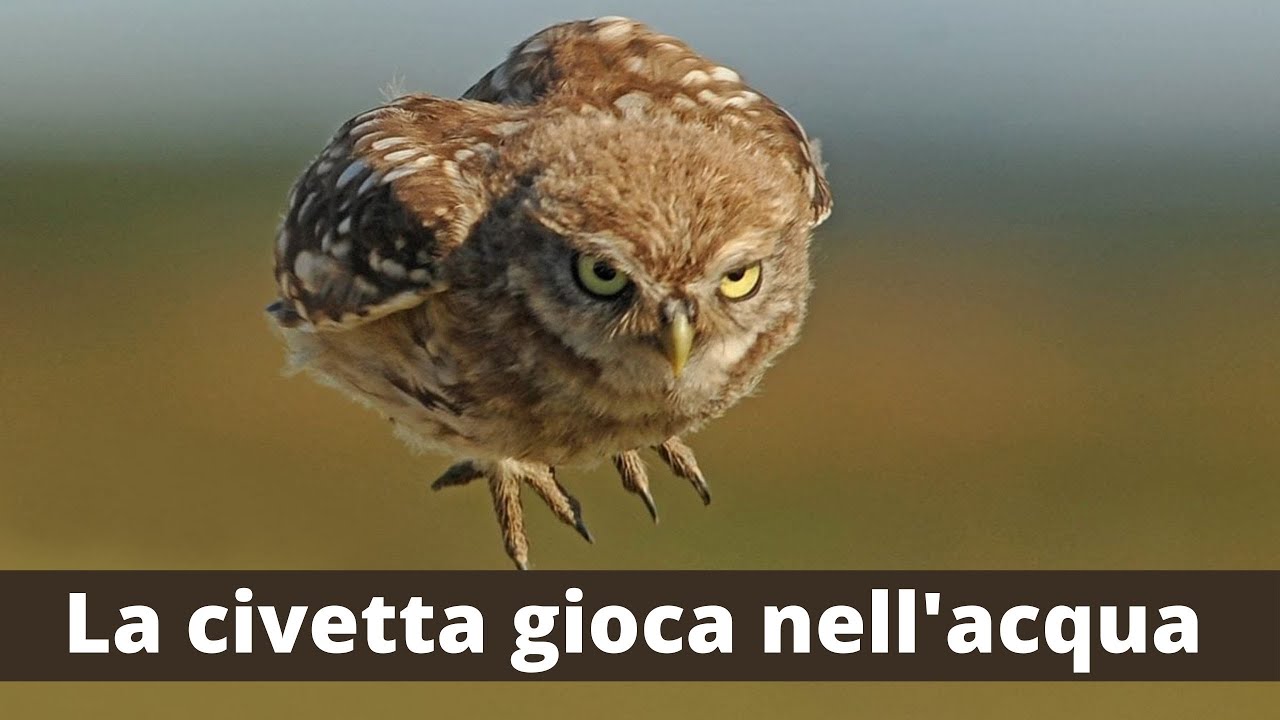 La civetta gioca nell'acqua - The Little Owl play in the water