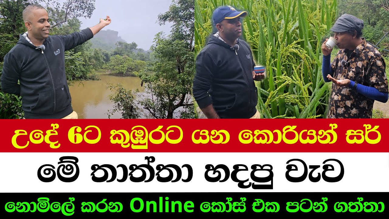 From Classroom to Paddy Field – Korean Sir’s Morning