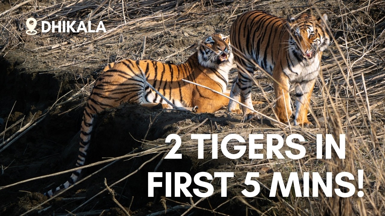 Dhikala, Jim Corbett Safari Like Never Before: Tiger within first 5 Min with @milechasers | EP01