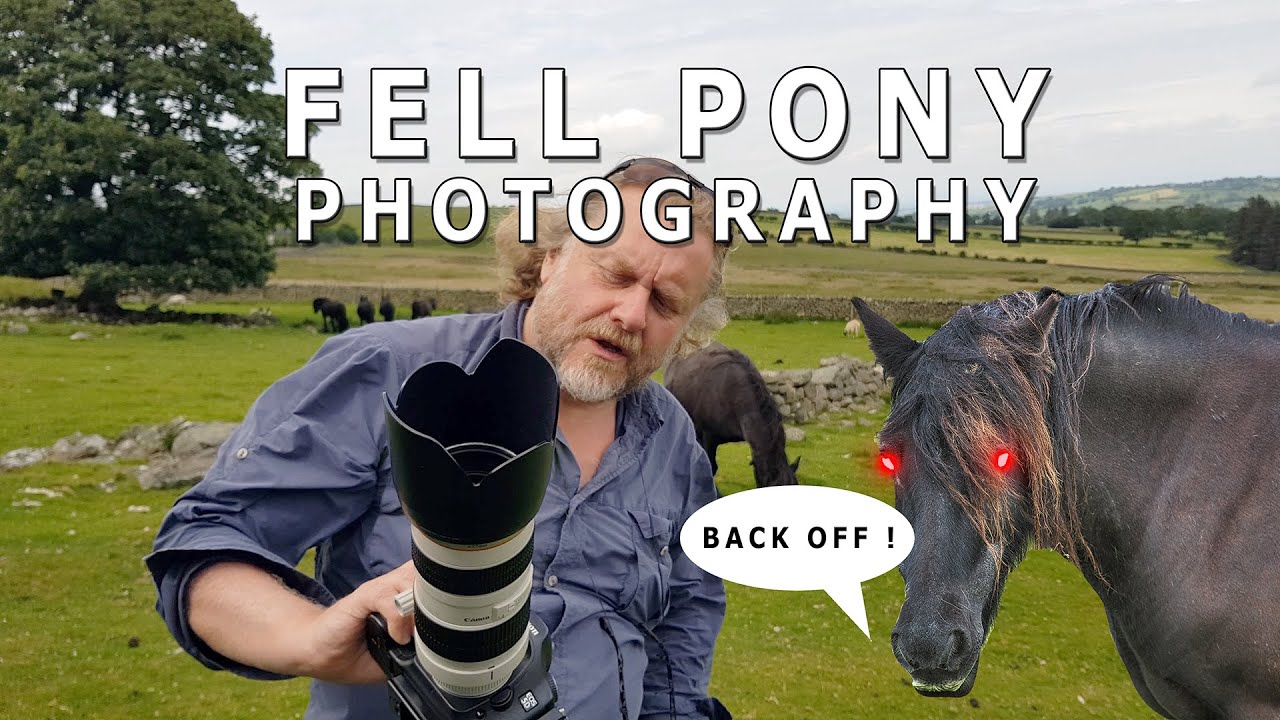 Photographing Fell Ponies in the Lake District with Canon 5D Classic & 70-200mm f2.8 Lens