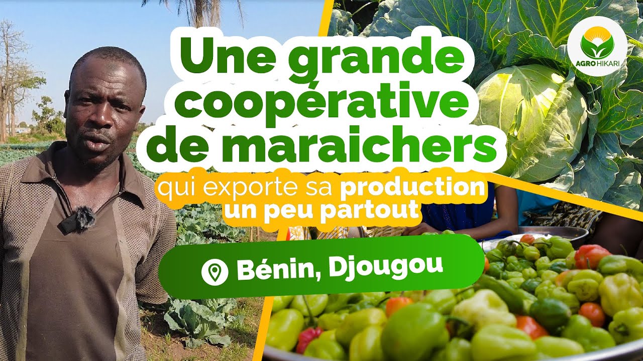 AGRICULTURE : Une coop&eacute;rative de mara&icirc;chers qui exporte des choux partout au B&eacute;nin