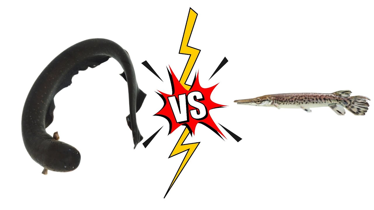 Electric Eel vs Alligator Gar