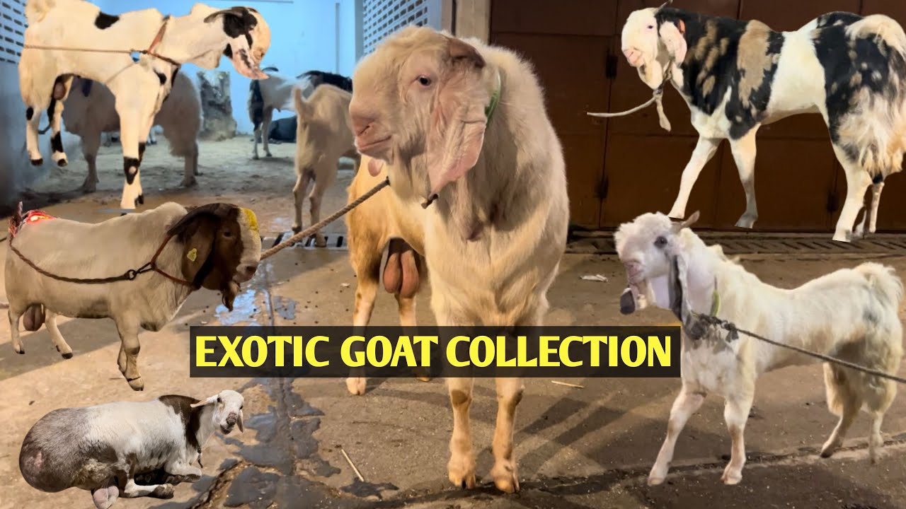EXOTIC GOAT COLLECTION | BAKRE DEKH KE DIL KHUS HO JAY GA | 2024 AAMIR BHAI KE BAKRE