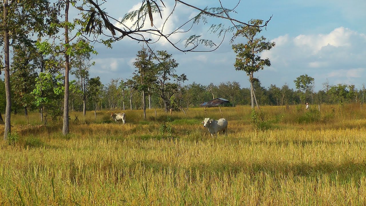 Rural Thailand - (North East) - Ban Dung, Phibun Rak - Udon Thani Province 2012