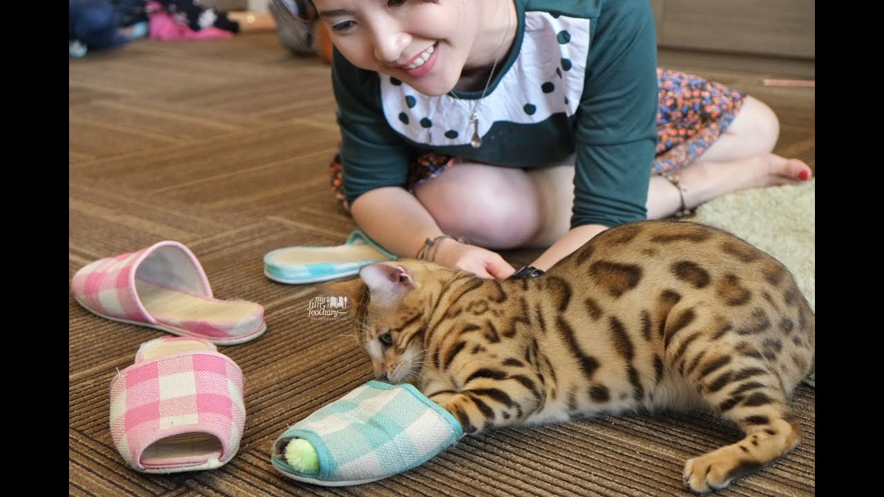 NOW on my Blog: Cutie Cats Cafe, Jakarta