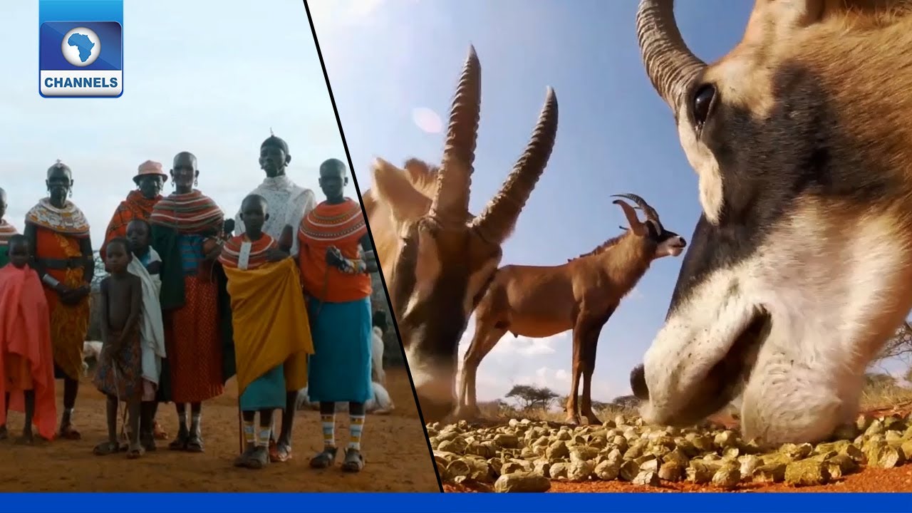 A Look At Wildlife Conservation, Environmental Protection + More Stories | Eco @ Africa
