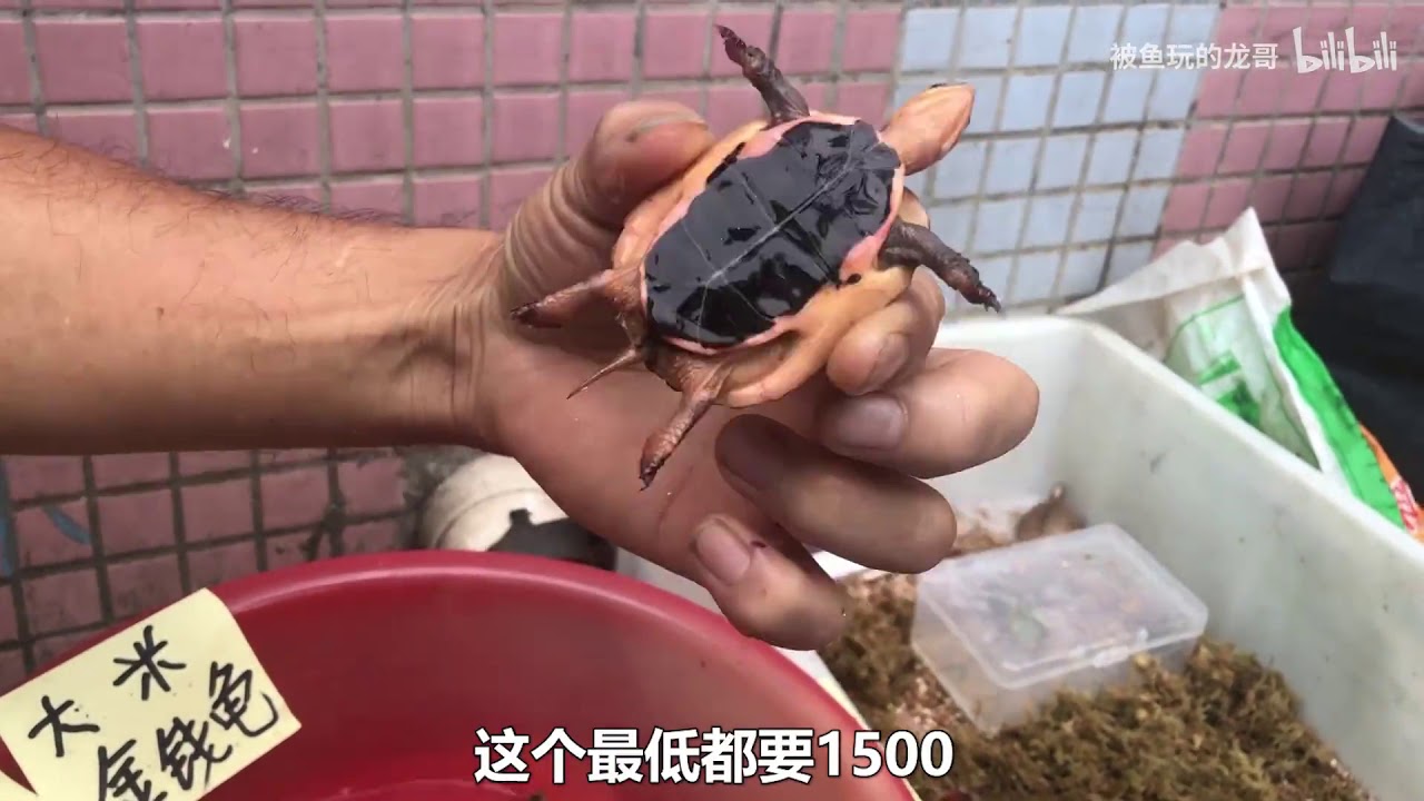 佛山顺德乌龟市场，地摊上的金钱龟16800块钱！变异巴西龟3万块钱？值得入手吗？
